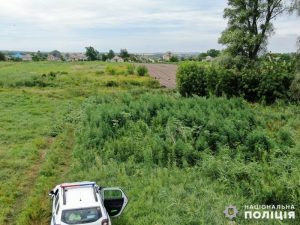 Полицейские Донецкой области ликвидировали около 7 тысяч растений конопли