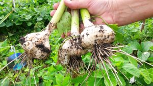 Когда собирать чеснок и что делать с ним после выкапывания