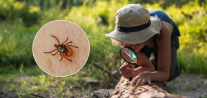 На украинцев из-за аномальной погоды нападают клещи: чем опасны и как защититься
