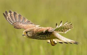 В Региональном ландшафтном парке «Краматорский» создадут инкубатор хищных птиц