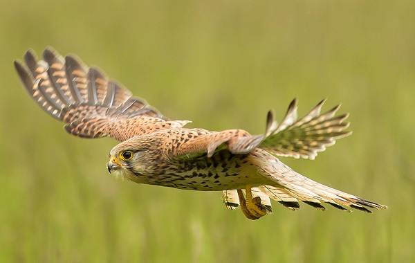 В Региональном ландшафтном парке «Краматорский» создадут инкубатор хищных птиц