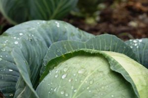 Какие существуют народные средства от вредителей капусты?