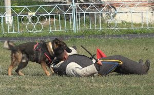 Як проходили змагання кінологів на Донеччині