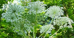 Вызывают ожоги, паралич и даже смерть: на какие опасные растения можно наткнуться в Украине