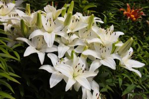 Когда обрезать лилии — после цветения, на зиму и надо ли