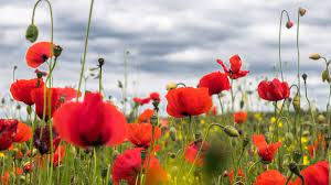 Приметы на 16 июля: что нельзя делать в Маков день и как уберечь себя от беды