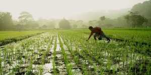 Китай вырастил первый урожай из семян риса, которые побывали в космосе. Говорит, что это поможет обеспечить пищей людей