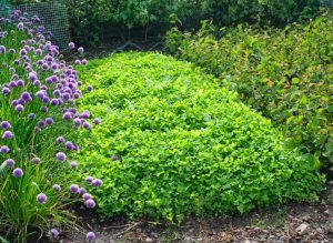 Посадіть ці сидерати після зняття врожаю цибулі і часнику — рослини потім будуть рости з величезною швидкістю