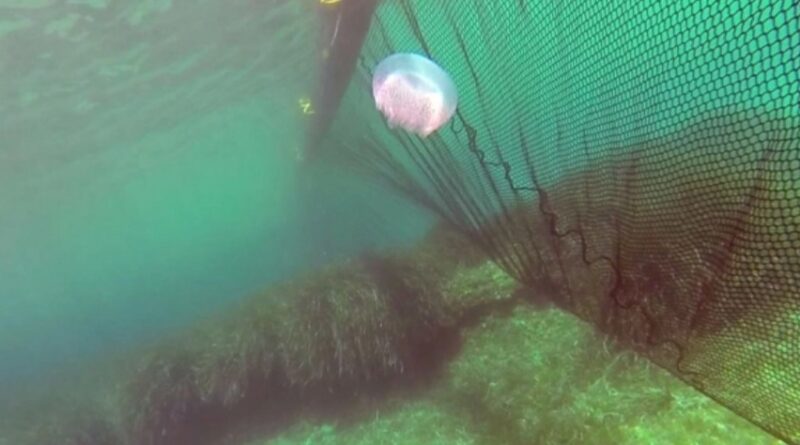 На курортах Азовского моря начали устанавливать барьерные сетки от медуз