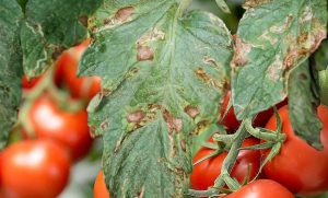 Пятна на листьях помидоров: в чем причина и как бороться
