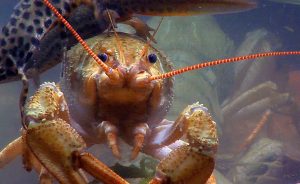 На водоемах Донецкой области вводится запрет на вылов раков