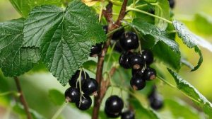 Праздник 5 августа: все приметы дня, что категорически нельзя делать