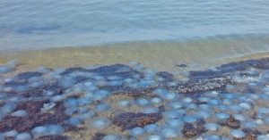 Причиной нашествия медуз в Азовском море стал Керченский мост