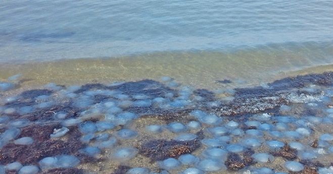 Причиной нашествия медуз в Азовском море стал Керченский мост