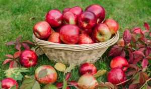 Календарь садовода-огородника на сентябрь: когда и что лучше садить и удобрять