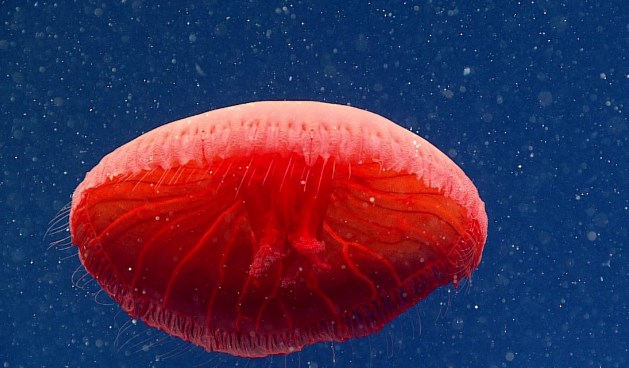 Ученые нашли новый вид медуз в Атлантическом океане (видео)