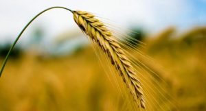 18 августа: праздник, приметы на Евстигнея Житника и именинники