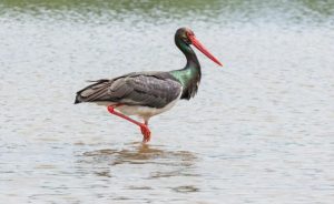 20 августа: праздник, что нельзя делать, приметы и именинники