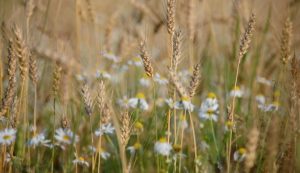 Приметы и праздники 25 августа