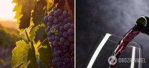 Как сделать домашнее вино из винограда