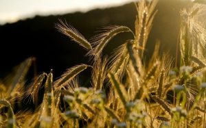 28 августа: праздники, приметы и что нельзя делать