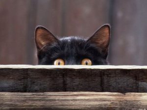 Чем полезна кошка в доме: факты и приметы