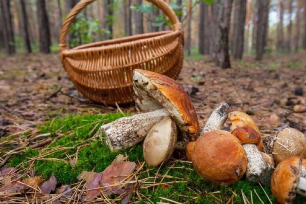 Начинается сезон грибов: в МОЗ рассказали, как избежать отравления