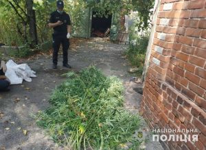Поліція Слов’янська викрила двох місцевих жителів у вирощуванні та зберіганні канабісу