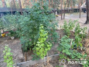 Поліція ліквідувала плантацію “елітних” конопель у Святогірську