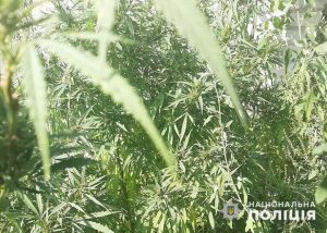 В ході слідчих дій поліція Лиману знищила два наркопосіви   