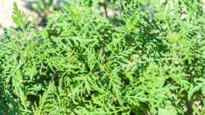 Як насправді виглядає амброзія і чому вона така поширена в Україні