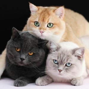 Кошка перебежала дорогу: народные приметы и суеверия