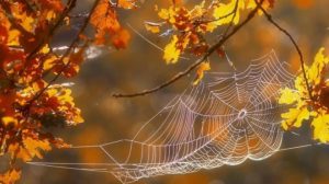 Будет два “бабьих лета”: синоптики назвали точные даты значительного потепления