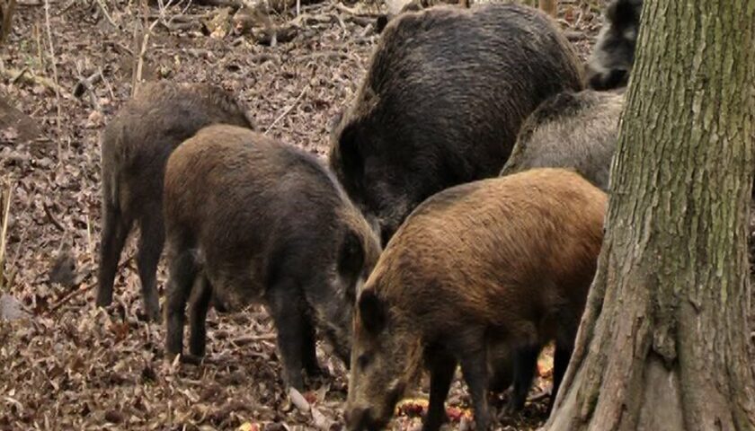 Дикі свині впливають на глобальне потепління сильніше за мільйон машин, — дослідження