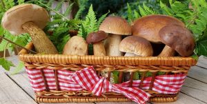 Как и сколько варить лесные грибы: 3 главных правила