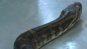 Двухметровый питон был обнаружен на улице в Краматорске