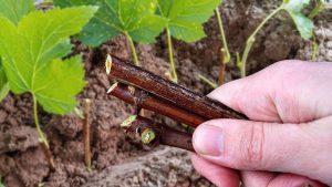 Сажаем смородину осенью: правила и советы опытных садоводов