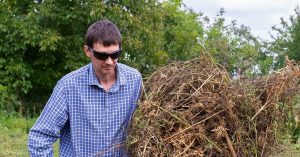 Как использовать ботву томатов и картофеля после сбора урожая