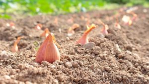 Взойдут весной: что посадить в огороде под зиму для раннего урожая