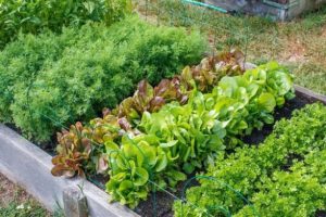 Что можно посеять на огороде в сентябре, чтобы успеть собрать урожай до холодов