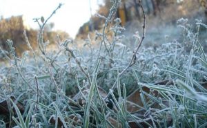Внимание! В Донецкой области ожидаются заморозки!
