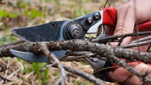 Обрезаем смородину осенью: советы опытных садоводов