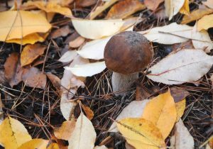 9 октября: какой сегодня народный праздник и что нельзя делать