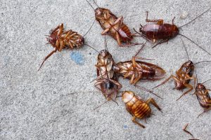 Врачи достали у россиян из голов тараканов