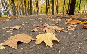 12 октября: какой праздник, что нельзя делать, приметы и именинники