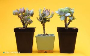 Вот почему в доме нельзя держать денежное дерево