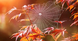 Стало известно, когда ждать «бабье лето» и первый снег в Украине