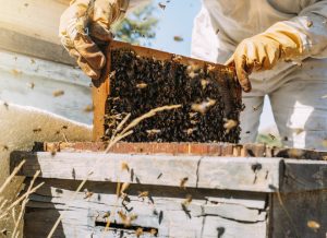 10 октября: обычаи и традиции, что категорически запрещено делать сегодня