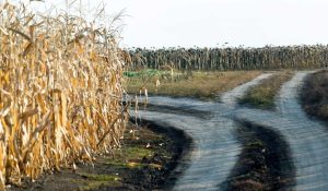 19 октября: народный праздник и обычаи, что нельзя делать