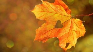 5 октября: традиции и обычаи дня, что можно и нельзя делать